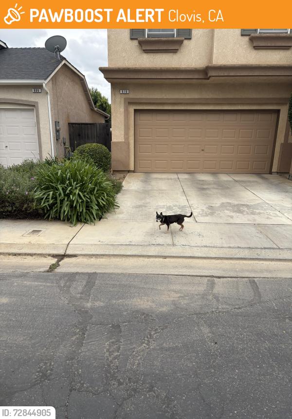 Found/Stray Male Dog last seen Shepherd and Willow, Clovis, CA 93619