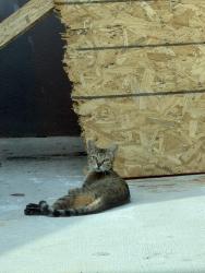 Found/Stray Unknown Cat last seen E Spreading Oaks, Friendswood, TX 77546