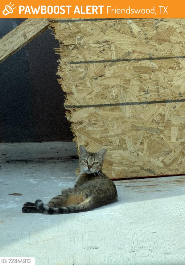 Found/Stray Unknown Cat last seen E Spreading Oaks, Friendswood, TX 77546