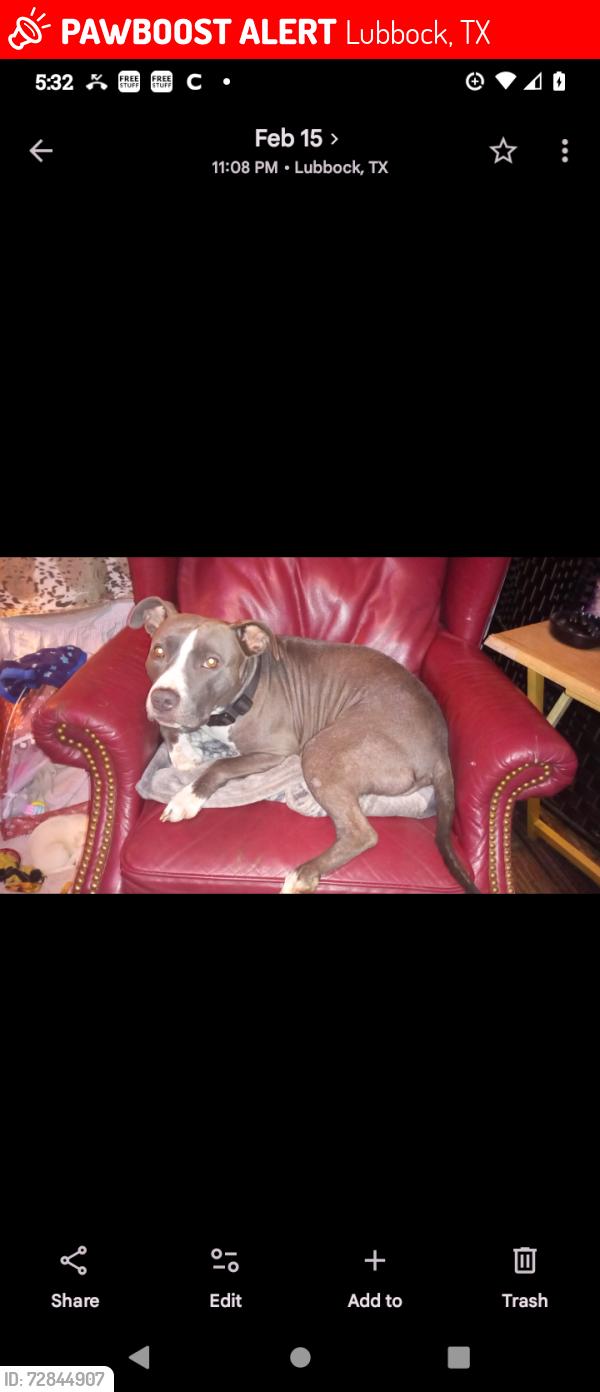 Lost Female Dog last seen 33rd and Hartford , Lubbock, TX 79410