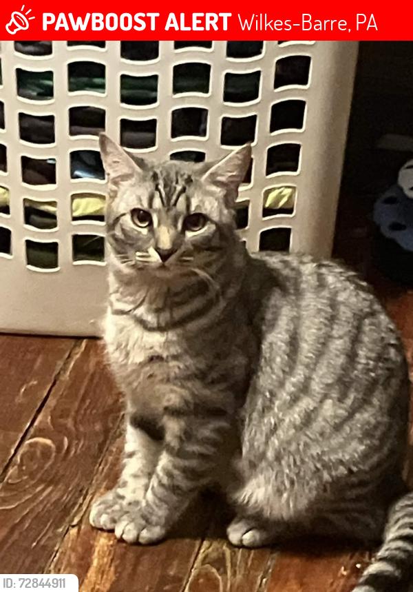 Lost Male Cat last seen Govier Street and Kresge Street, Wilkes-Barre, PA 18705