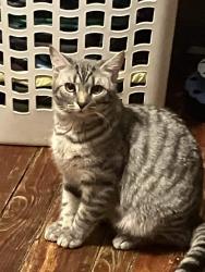 Lost Male Cat last seen Govier Street and Kresge Street, Wilkes-Barre, PA 18705