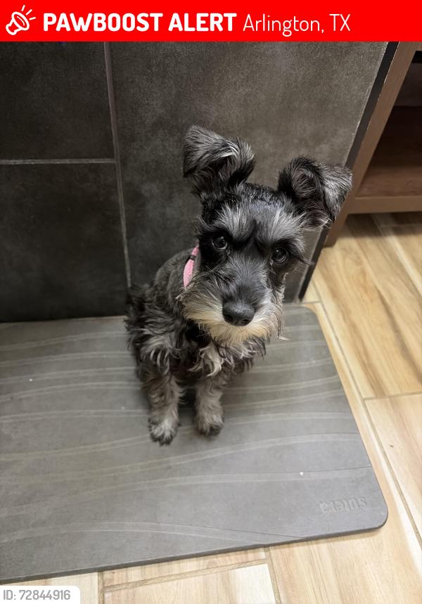 Lost Female Dog last seen Community Webb Park, Arlington, TX 76002