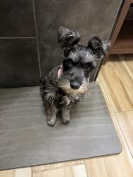 Lost Female Dog last seen Community Webb Park, Arlington, TX 76002
