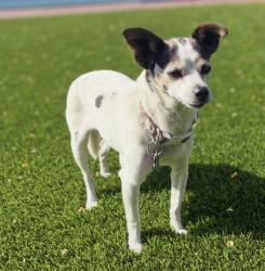 Lost Female Dog last seen La Solita & La Perla in Foothill Ranch, Lake Forest, CA 92610