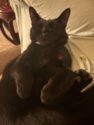 Lost Male Cat last seen Ace Hardware on Haywood , Asheville, NC 28806