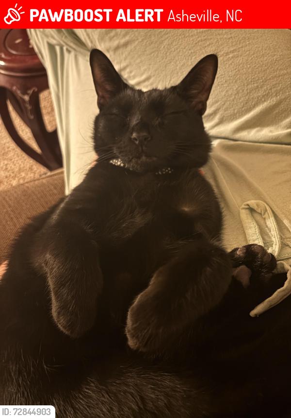 Lost Male Cat last seen Ace Hardware on Haywood , Asheville, NC 28806
