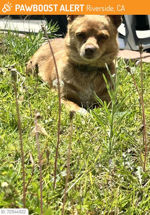Found/Stray Female Dog last seen Boardwalk and Bolton, Riverside, CA 92503