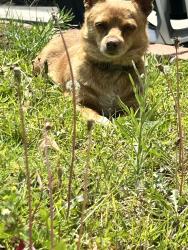 Found/Stray Female Dog last seen Boardwalk and Bolton, Riverside, CA 92503