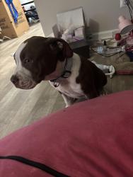 Lost Male Dog last seen Corner of Mercury Blvd and Coliseum drive , Hampton, VA 23666