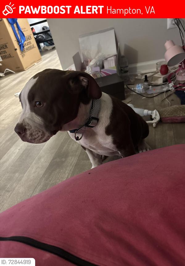 Lost Male Dog last seen Corner of Mercury Blvd and Coliseum drive , Hampton, VA 23666