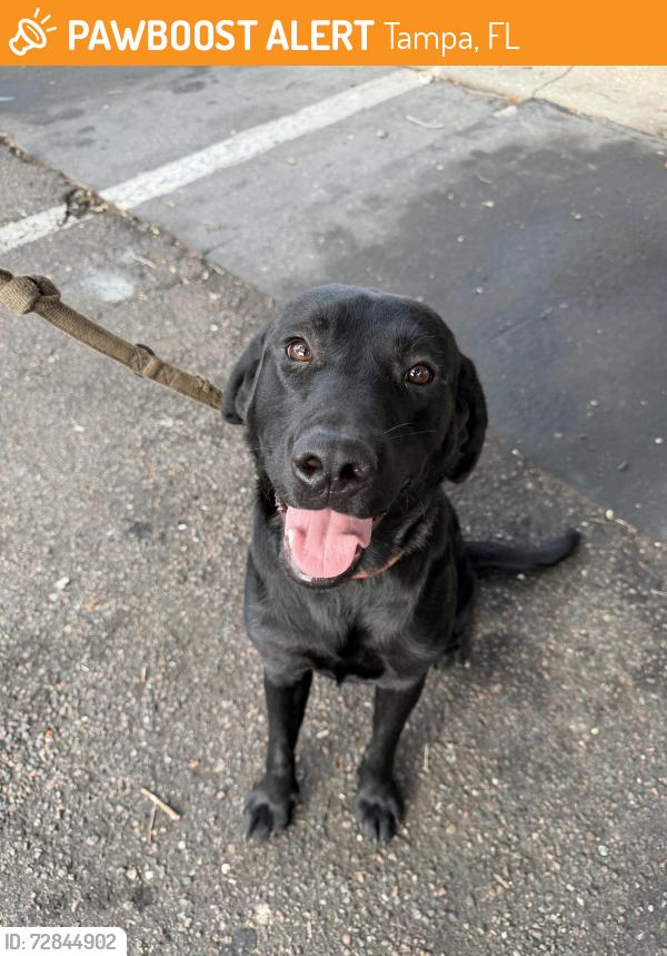 Found/Stray Male Dog last seen N 22nd Street and E Hillsbourgh Ave, Tampa, FL 33610
