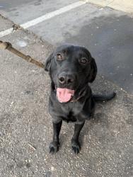 Found/Stray Male Dog last seen N 22nd Street and E Hillsbourgh Ave, Tampa, FL 33610