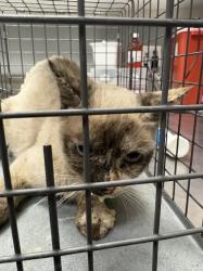 Shelter Stray Female Cat last seen , 655 N Mojave Rd, Las Vegas, NV 89101, USA