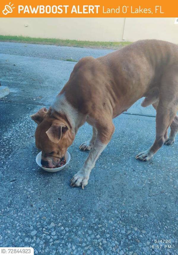 Found/Stray Male Dog last seen Wilsky, Land O' Lakes, FL 34639
