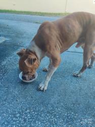 Found/Stray Male Dog last seen Wilsky, Land O' Lakes, FL 34639