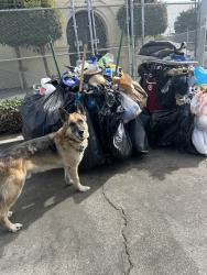 Found/Stray Male Dog last seen Athlantic park, Los Angeles, CA 90230