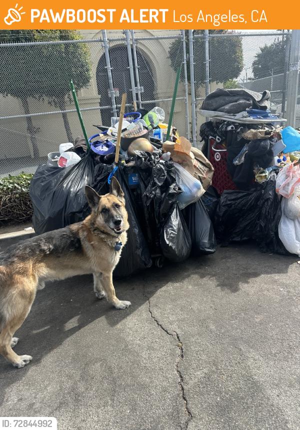 Found/Stray Male Dog last seen Athlantic park, Los Angeles, CA 90230