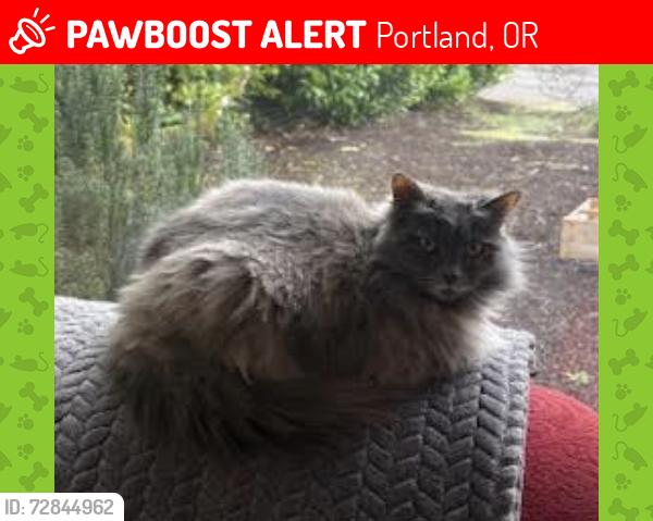 Lost Female Cat last seen 114th and salmon, Portland, OR 97216