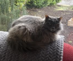Lost Female Cat last seen 114th and salmon, Portland, OR 97216