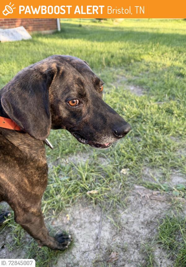 Found/Stray Male Dog last seen the robinette company mtn view drive, Bristol, TN 37620