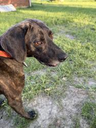 Found/Stray Male Dog last seen the robinette company mtn view drive, Bristol, TN 37620