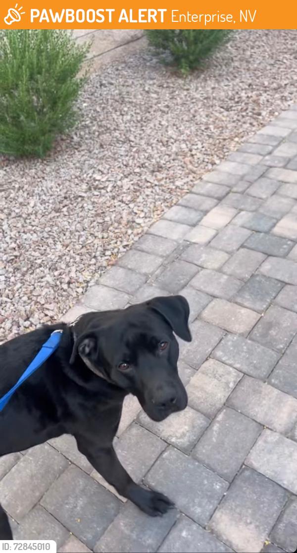 Found/Stray Male Dog last seen Cactus and highlands , Enterprise, NV 89139