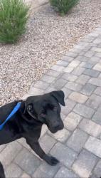 Found/Stray Male Dog last seen Cactus and highlands , Enterprise, NV 89139