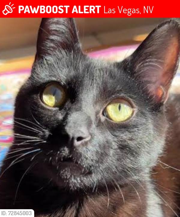 Lost Male Cat last seen Near boulder highway d3043, Las Vegas, NV 89121