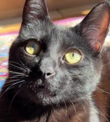 Lost Male Cat last seen Near boulder highway d3043, Las Vegas, NV 89121