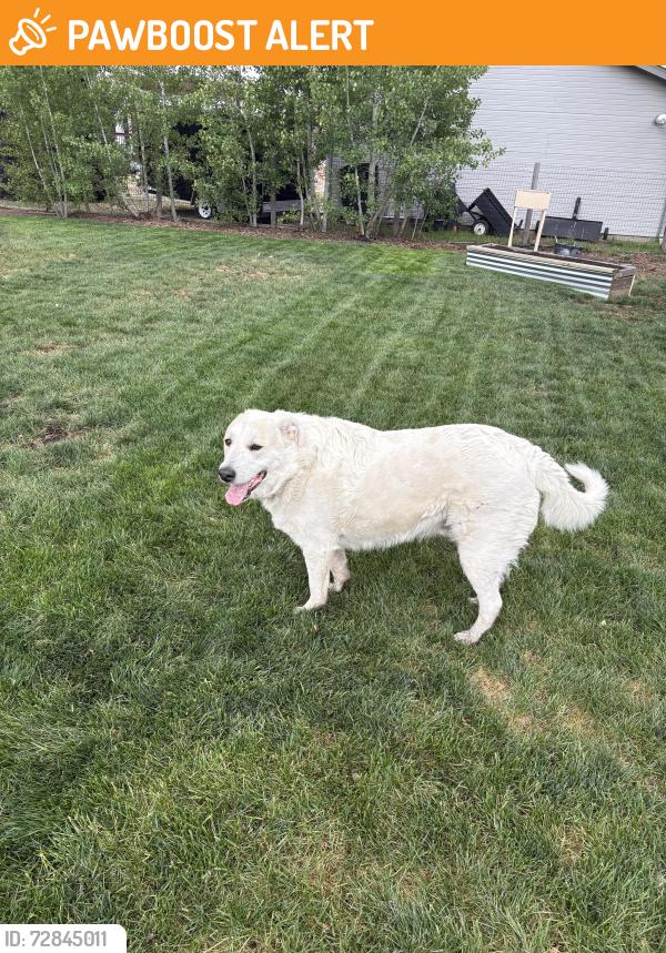 Found/Stray Male Dog last seen Austin Bluffs & Barnes, Colorado Springs, CO 80903