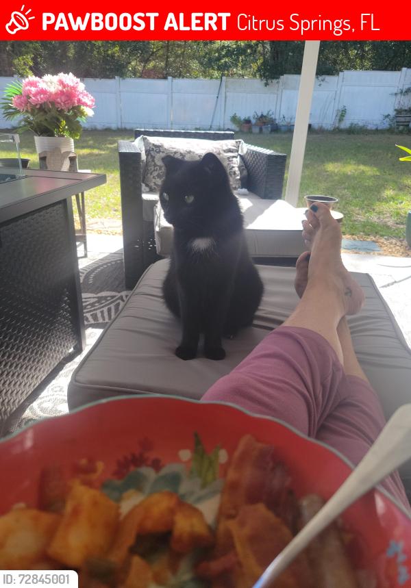 Lost Female Cat last seen Decarlo and Champlain lane , Citrus Springs, FL 34434