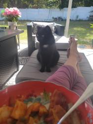 Lost Female Cat last seen Decarlo and Champlain lane , Citrus Springs, FL 34434
