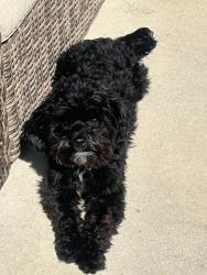Lost Male Dog last seen Collins/arkansas/mayfield, Arlington, TX 76014