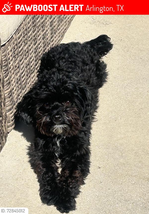 Lost Male Dog last seen Collins/arkansas/mayfield, Arlington, TX 76014