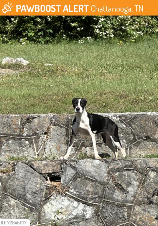 Found/Stray Female Dog last seen Tunnel Blvd, Chattanooga, TN 37404