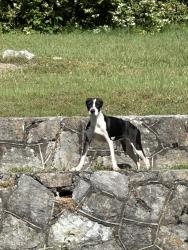 Found/Stray Female Dog last seen Tunnel Blvd, Chattanooga, TN 37404