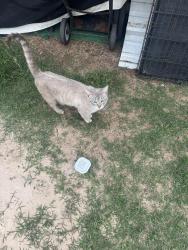 Found/Stray Male Cat last seen Hampton and Shalimar , Del City, OK 73115