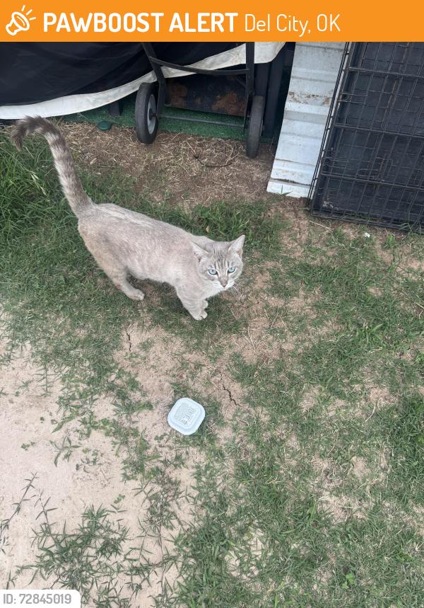 Found/Stray Male Cat last seen Hampton and Shalimar, Del City, OK 73115