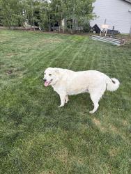 Found/Stray Male Dog last seen Barnes and Austin Bluffs , Colorado Springs, CO 80903
