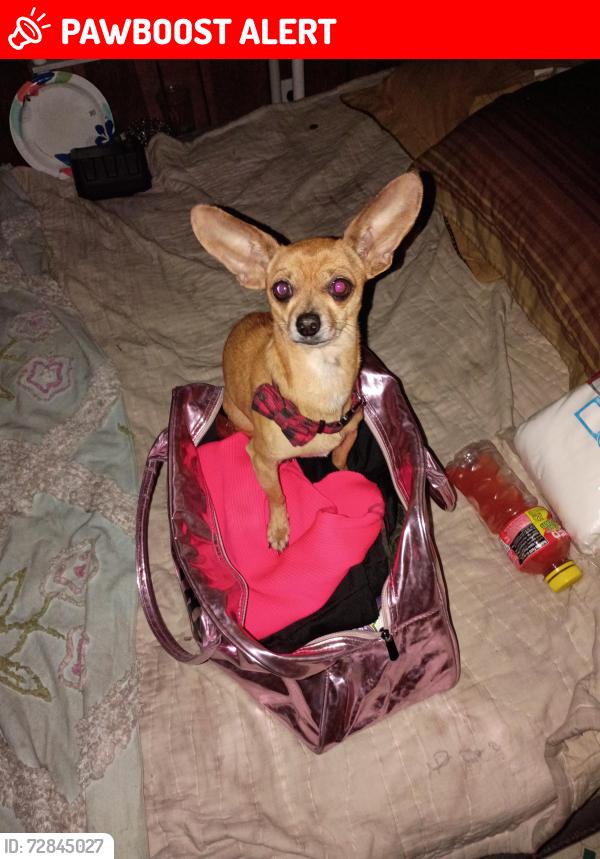 Lost Male Dog last seen in between Dead Man's curve and silver gas station, Summerton, SC 29148