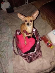 Lost Male Dog last seen in between Dead Man's curve and silver gas station, Summerton, SC 29148