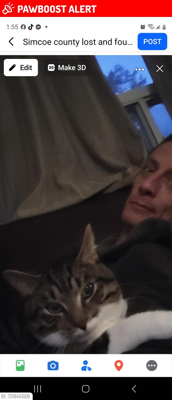 Lost Female Cat last seen 47th street and Mosley, Wasaga Beach, ON L9Z 1Y6