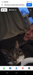 Lost Female Cat last seen 47th street and Mosley , Wasaga Beach, ON L9Z 1Y6