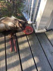 Found/Stray Male Cat last seen Ramsey Street, Fayetteville, NC 28311