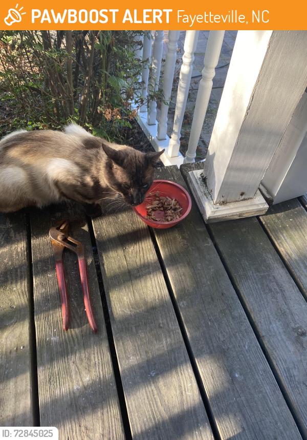 Found/Stray Male Cat last seen Ramsey Street, Fayetteville, NC 28311