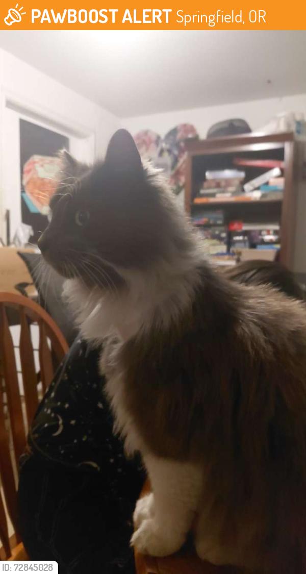 Found/Stray Female Cat last seen Market st, Springfield, OR 97477