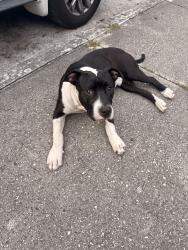 Found/Stray Male Dog last seen Near allapattah train station , Miami, FL 33127