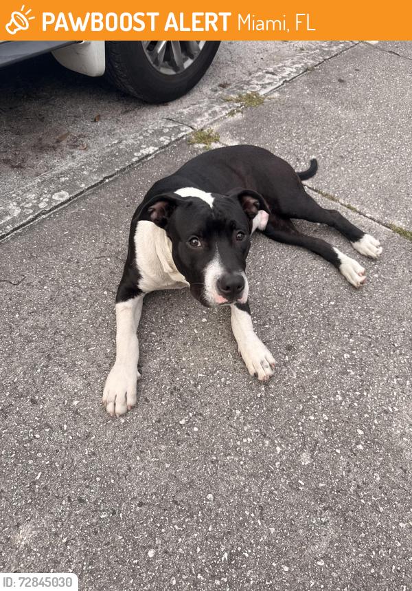 Found/Stray Male Dog last seen Near allapattah train station , Miami, FL 33127
