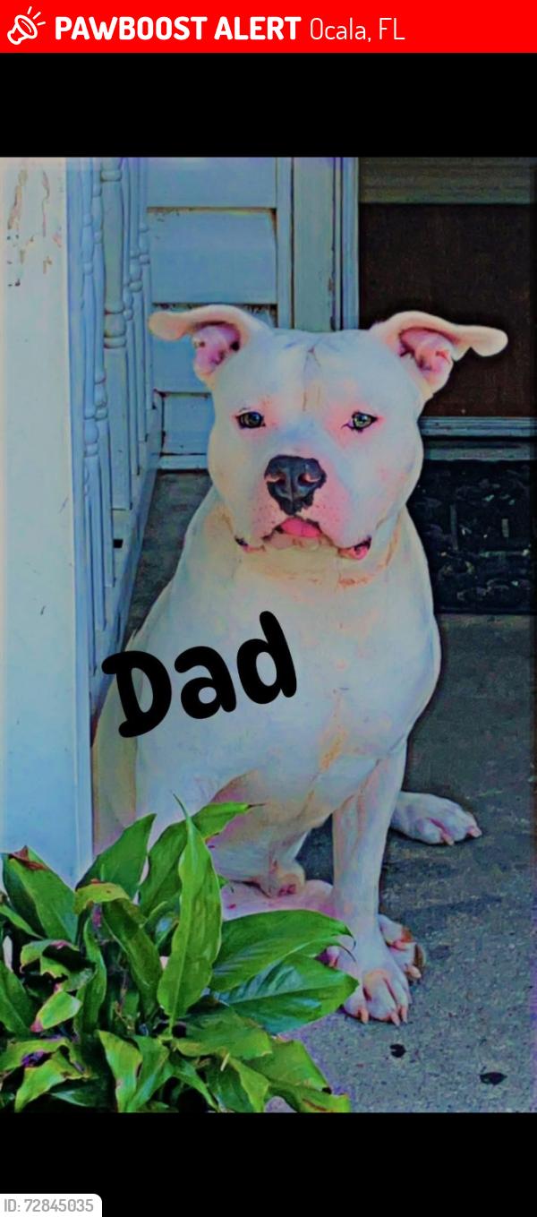 Lost Male Dog last seen Walnut pl juniper ter, Ocala, FL 34480